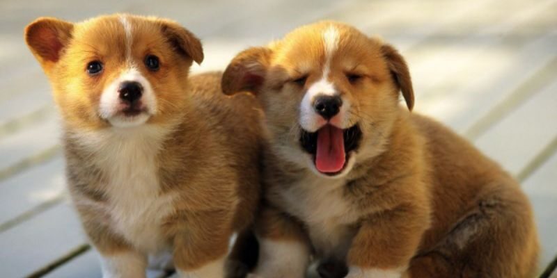 Chiêm bao thấy cún con là một điềm lành